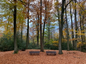Annerose-Düing-Herbst