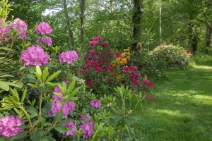 Rhododendron-Park