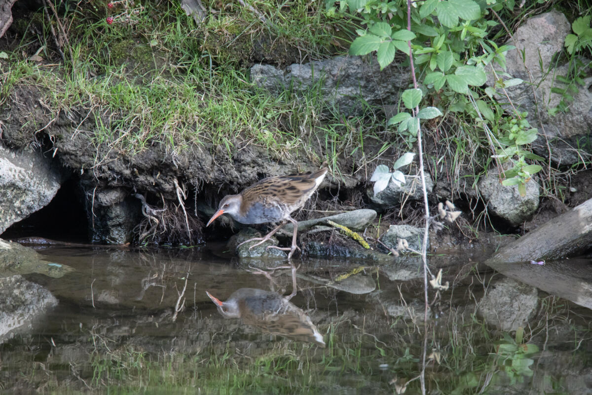 Platz 5: Vogel an der Ahr, Michael Ott