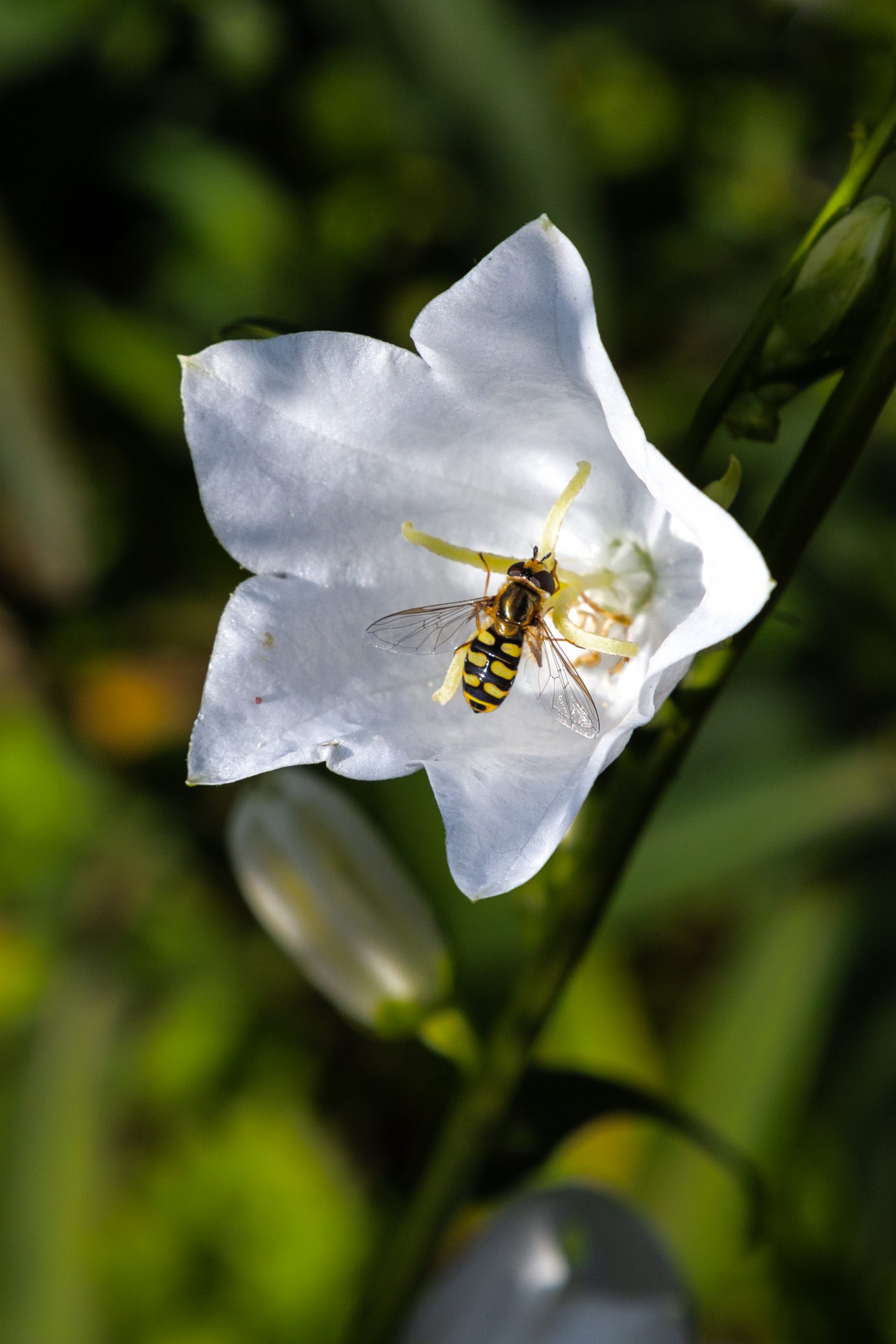 E. Bolsmann "Insektenmahlzeit"