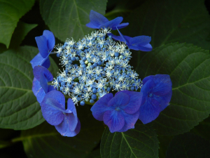 Hortensie