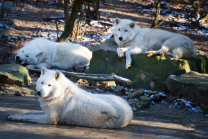 Hudson Bay Wölfe