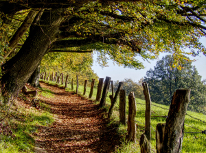 Waldweg