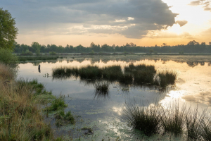 M. Ott- Morgens im Recker Moor 3