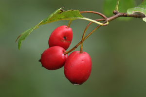 Weißdornbeeren