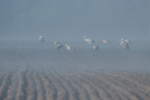 Kraniche im Nebel