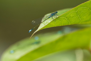 W. Bosse.Libelle in Blau